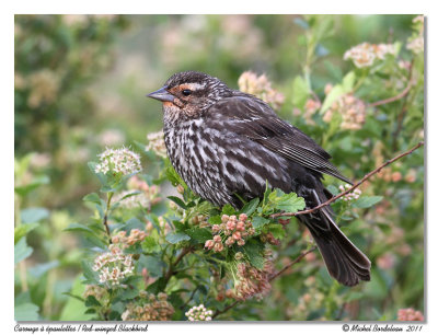 Carouge  paulettesRed-winged Blackbird