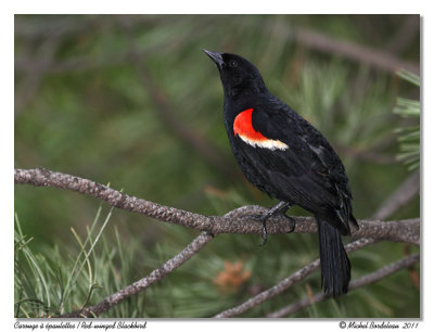 Carouge  paulettes <br/> Red-winged Blackbird