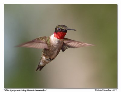 Colibri  gorge rubis - Ruby throated hummingbird