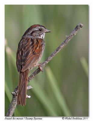 Bruant des marais - Swamp sparrow