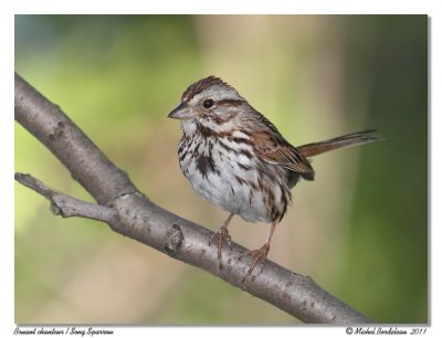 Bruant chanteur  Song Sparrow