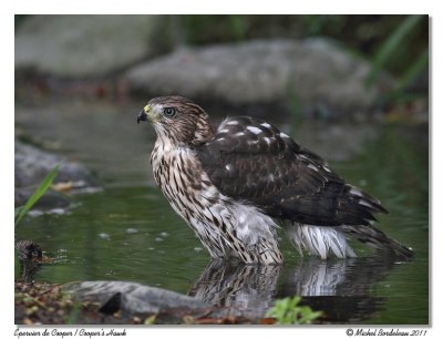Épervier de CooperCooper's Hawk