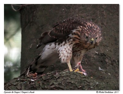 Épervier de Cooper Cooper's hawk