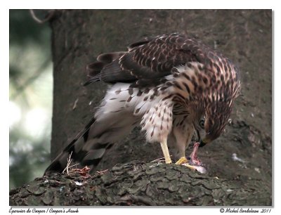 Épervier de Cooper Cooper's hawk