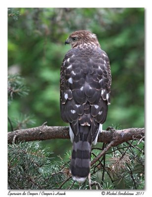 Épervier de Cooper Cooper's hawk