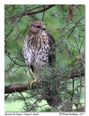 Épervier de Cooper Cooper's hawk