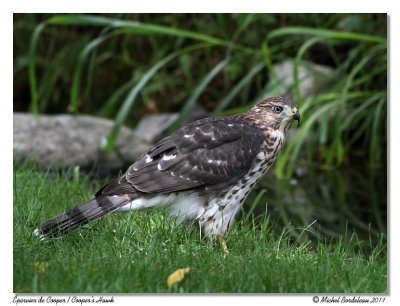 Épervier de CooperCooper's Hawk