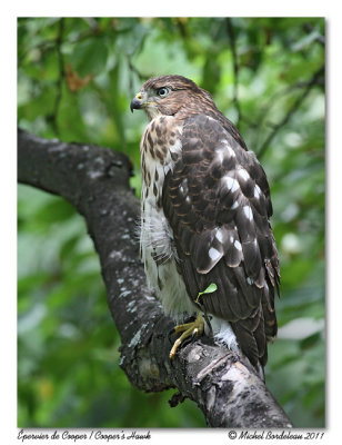 Épervier de Cooper Cooper's hawk