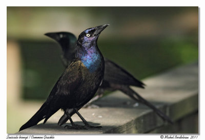 Quiscale bronz  Common Grackle