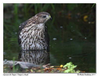 Épervier de CooperCooper's Hawk