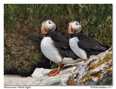 Macareux moine  Atlantic Puffins