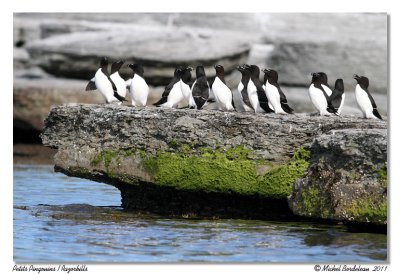 Petit pingouin  Razorbill