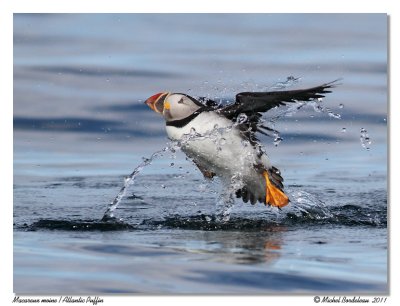 Macareux moine  Atlantic Puffin