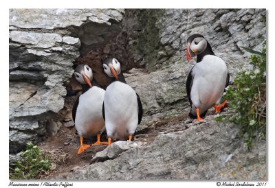 Macareux moine  Atlantic Puffins