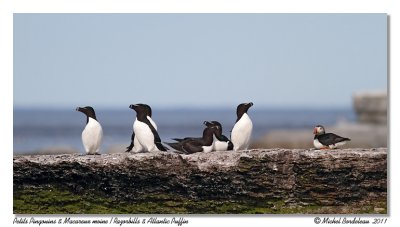 Petits Pingouins & MacareuxRazorbills & Puffin