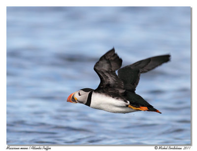 Macareux moine  Atlantic Puffin