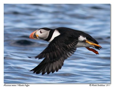 Macareux moine  Atlantic Puffin