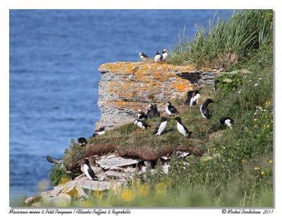 Macareux moine  Atlantic Puffins