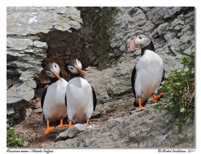 Macareux moine  Atlantic Puffins