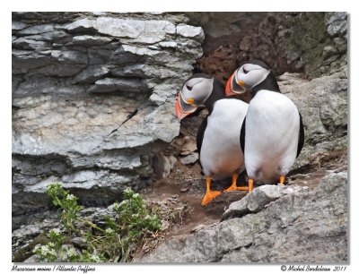 Macareux moine  Atlantic Puffins