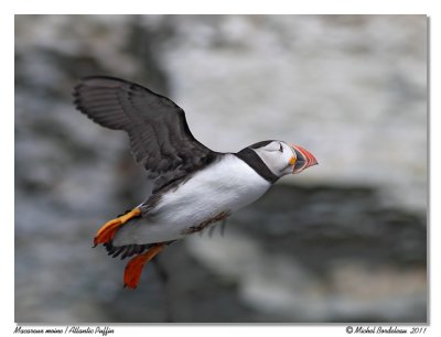 Macareux moine  Atlantic Puffin