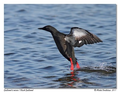 Guillemot  miroir  Black Guillemot