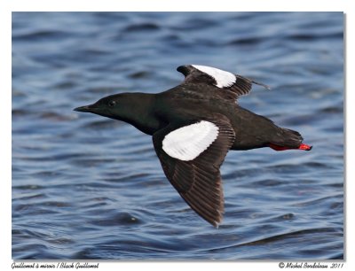 Guillemot  miroir  Black Guillemot