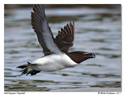 Petit Pingouin  Razorbill