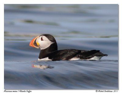 Macareux moine  Atlantic Puffin