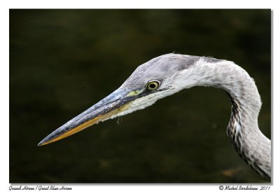 Grand Hron  Great Blue Heron