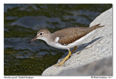 Chevalier grivel  Spotted Sandpiper