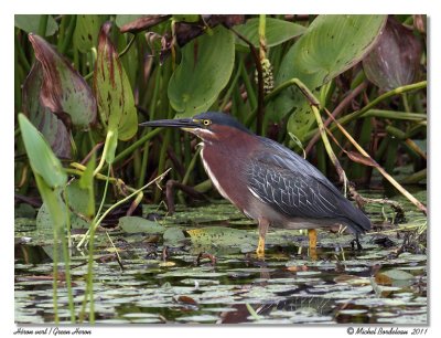 Héron vert Green Heron