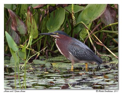 Hron vert  Green Heron