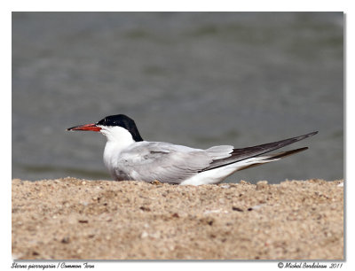 Sterne pierregarin  Common Tern