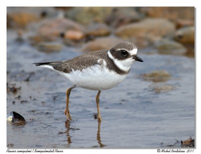 Pluvier semipalm  Semipalmated Plover