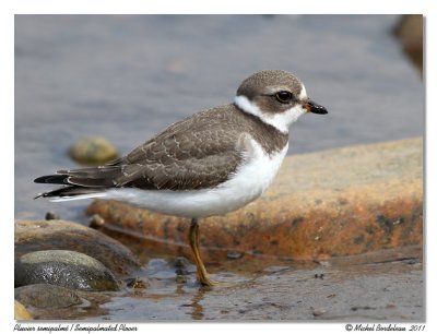 Pluvier semipalm  Semipalmated Plover