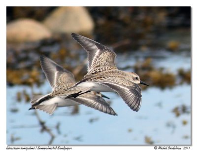 Bcasseau semipalm  Semipalmated sandpiper