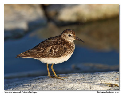 Bcasseau minuscule  Least Sandpiper