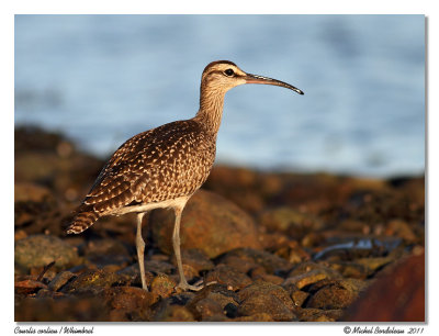 Courlis corlieu  Whimbrel