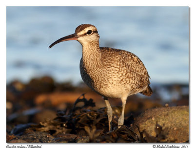 Courlis corlieu  Whimbrel