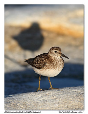 Bcasseau minuscule  Least Sandpiper