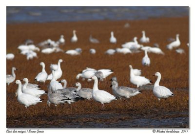 Oies des neiges  Snow Geese