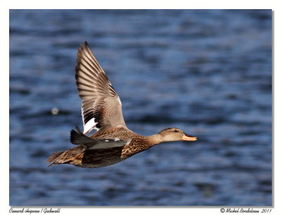 Canard chipeau  Gadwall
