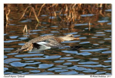 Canard chipeau  Gadwall