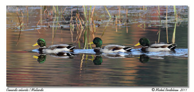Canards colverts  Mallards