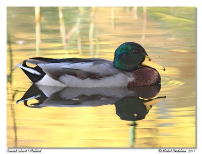 Canard colvert  Mallard