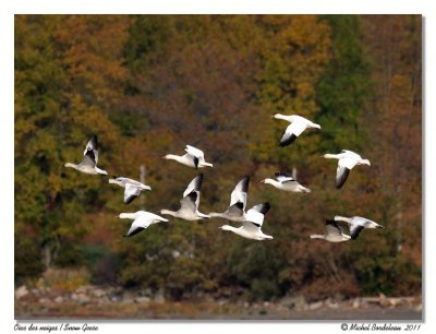 Oies des neiges  Snow Geese