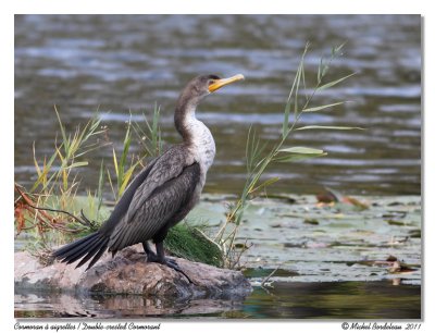 Cormoran  aigrettes  Double-crested Cormorant