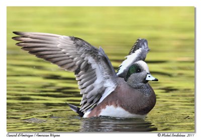 Canard d'Amrique  American Wigeon