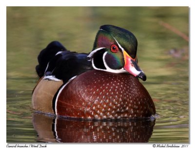 Canard branchu Wood Duck